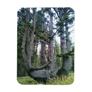 Octopus Tree, Cape Meares, Oregon Magneet