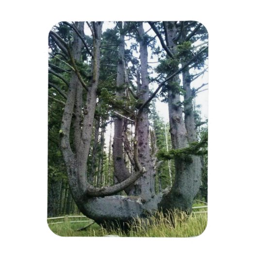 Octopus Tree, Cape Meares, Oregon Magneet (Verticaal)