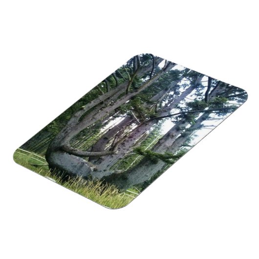 Octopus Tree, Cape Meares, Oregon Magneet (Linkerzijde)