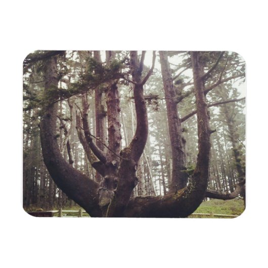 Octopus Tree, Cape Meares, Oregon Magneet (Horizontaal)