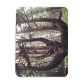 Octopus Tree, Cape Meares, Oregon Magneet (Verticaal)