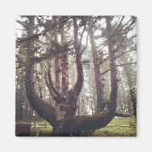 Octopus Tree, Cape Meares, Oregon Magneet (Voorkant)