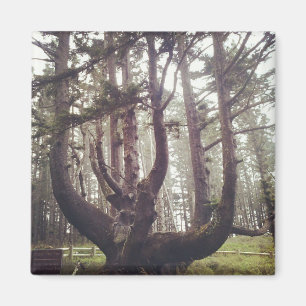 Octopus Tree, Cape Meares, Oregon Magneet