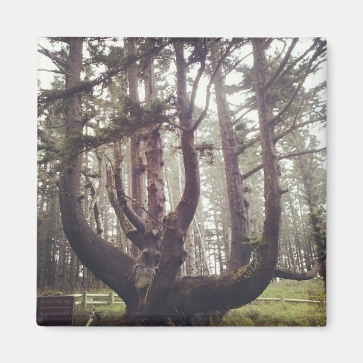 Octopus Tree, Cape Meares, Oregon Magneet (Voorkant)