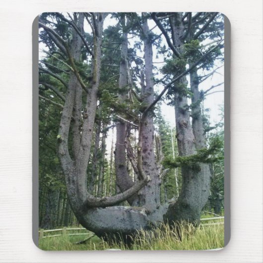 Octopus Tree, Cape Meares, Oregon Muismat (Voorkant)