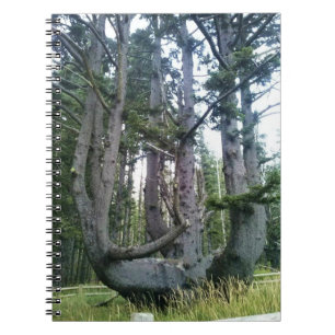 Octopus Tree, Cape Meares, Oregon Notitieboek