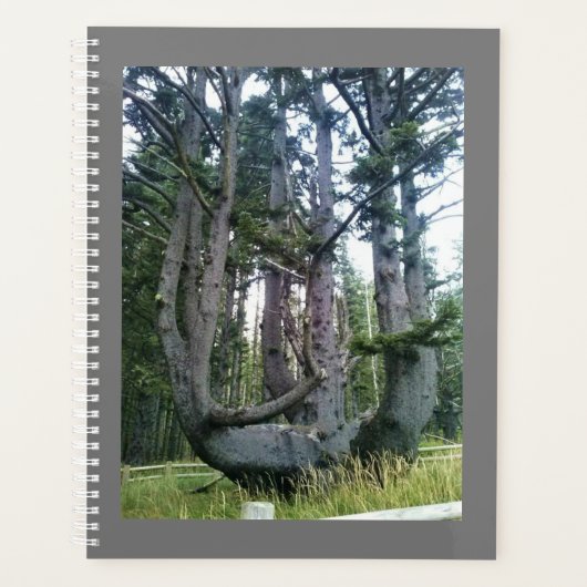 Octopus Tree, Cape Meares, Oregon Planner (Voorkant)