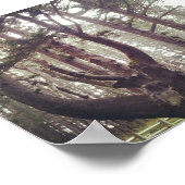 Octopus Tree, Cape Meares, Oregon Poster (Hoek)