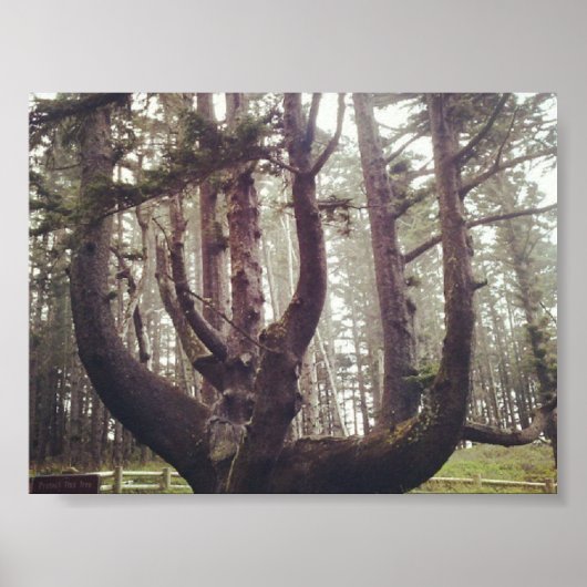 Octopus Tree, Cape Meares, Oregon Poster (Voorkant)