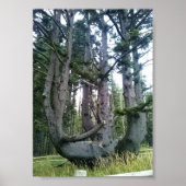 Octopus Tree, Cape Meares, Oregon Poster (Voorkant)