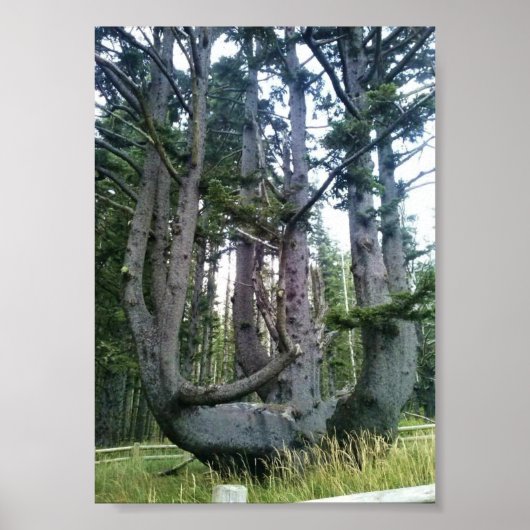 Octopus Tree, Cape Meares, Oregon Poster (Voorkant)