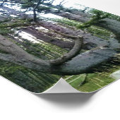 Octopus Tree, Cape Meares, Oregon Poster (Hoek)