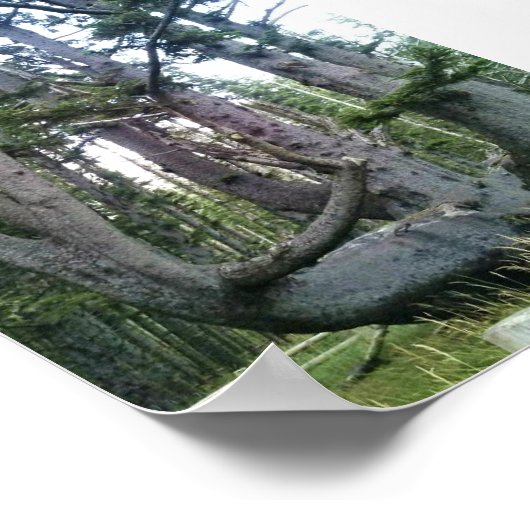 Octopus Tree, Cape Meares, Oregon Poster (Hoek)