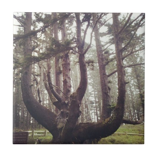 Octopus Tree, Cape Meares, Oregon Tegeltje (Voorkant)