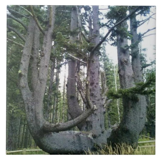 Octopus Tree, Cape Meares, Oregon Tegeltje (Voorkant)