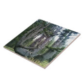 Octopus Tree, Cape Meares, Oregon Tegeltje (Zijkant)