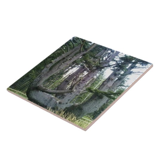 Octopus Tree, Cape Meares, Oregon Tegeltje (Zijkant)