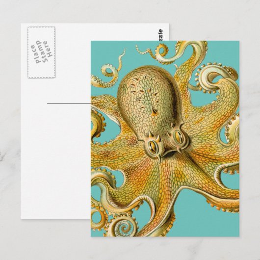 Octopus van Ernst Haeckel Briefkaart (Voorkant / Achterkant)