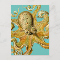 Octopus van Ernst Haeckel