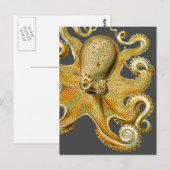 Octopus van Ernst Haeckel Briefkaart (Voorkant / Achterkant)