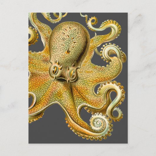 Octopus van Ernst Haeckel Briefkaart (Voorkant)