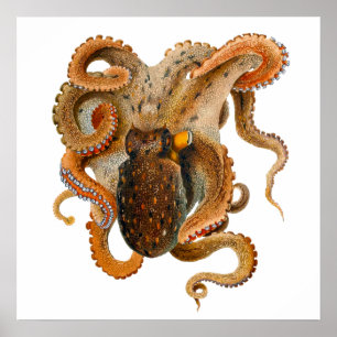 Octopus Vulgaris Merculiano Poster