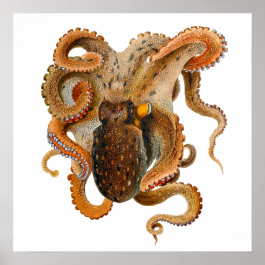 Octopus Vulgaris Merculiano Poster (Voorkant)