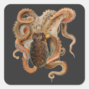 Octopus Vulgaris, Vintage Mariene Levensdieren Vierkante Sticker