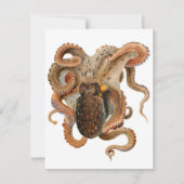  octopus Vulgaris, zeedieren (Voorkant)