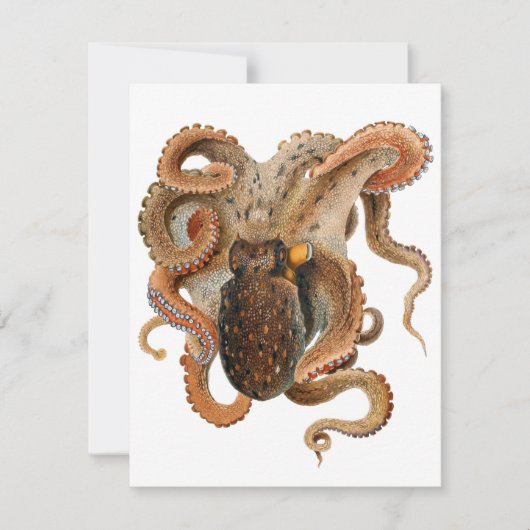 octopus Vulgaris, zeedieren (Voorkant)