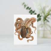 octopus Vulgaris, zeedieren (Staand voorkant)