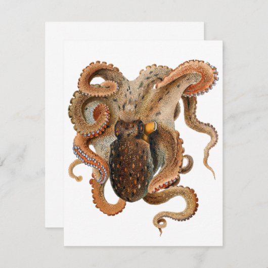  octopus Vulgaris, zeedieren (Voorkant / Achterkant)