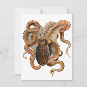  octopus Vulgaris, zeedieren
