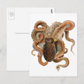 octopus Vulgaris, zeedieren Briefkaart (Voorkant / Achterkant)