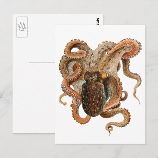  octopus Vulgaris, zeedieren Briefkaart (Voorkant / Achterkant)