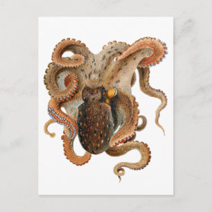 octopus Vulgaris, zeedieren Briefkaart