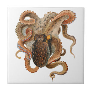 octopus Vulgaris, zeedieren Tegeltje