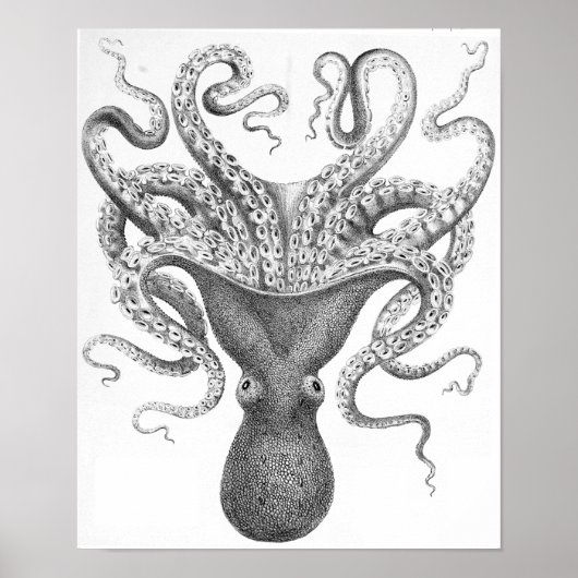 Octopus Wetenschappelijke illustratie Poster (Voorkant)