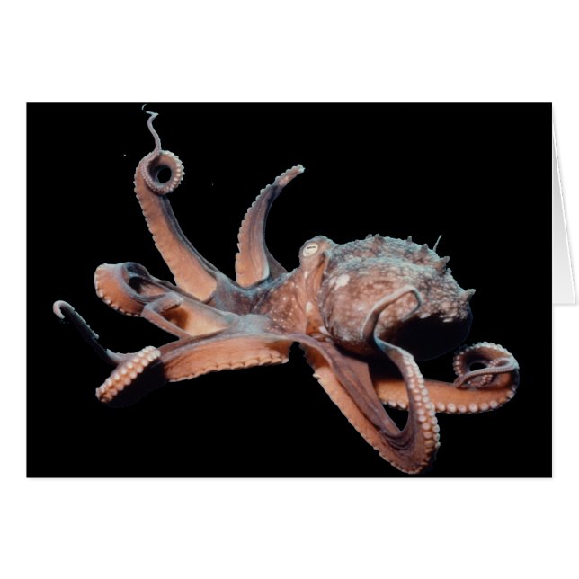 Octopus-Wild Thang (Voorkant Horizontaal)