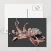 Octopus-Wild Thang Briefkaart (Voorkant / Achterkant)