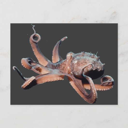 Octopus-Wild Thang Briefkaart (Voorkant)