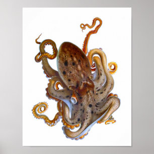 Octopus Zee - Afdrukken van creatief materiaal Poster