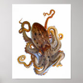 Octopus Zee - Afdrukken van creatief materiaal Poster (Voorkant)