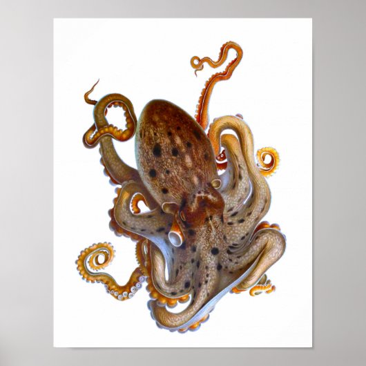 Octopus Zee - Afdrukken van creatief materiaal Poster (Voorkant)