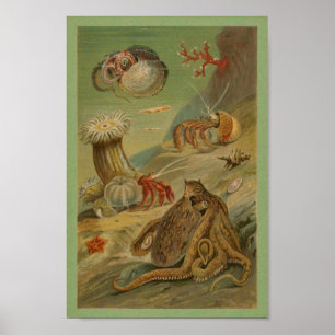 Octopus, Zee Anemone Illustratie Marien leven Poster