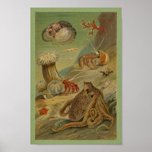 Octopus, Zee Anemone Illustratie Marien leven Poster (Voorkant)