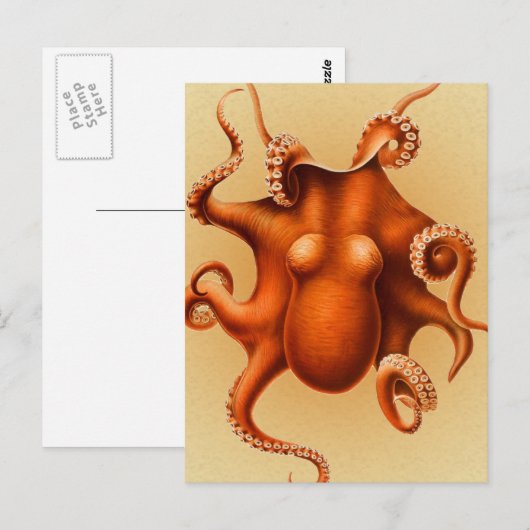 Octopus Zee Monster Creature Cephalapod  Briefkaart (Voorkant / Achterkant)