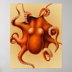 Octopus Zee Monster Creature Cephalapod  Poster