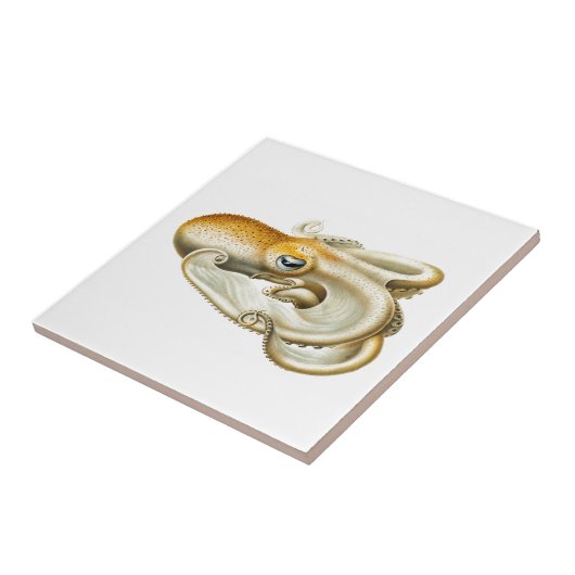 "OCTOPUS"-ZEELKERAMISCHE TEGEL TEGELTJE (Zijkant)