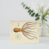 Octopus  Zoologische Schets Briefkaart (Staand voorkant)